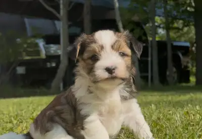 Morkie Male Puppy (Maltese/Yorkie), View more