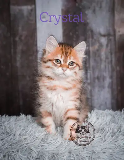 Purebred Golden Siberian Kittens - 8 weeks - *Hypoallergenic*