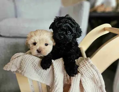 Adorable F1B Pekapoo Puppies!!!, View more