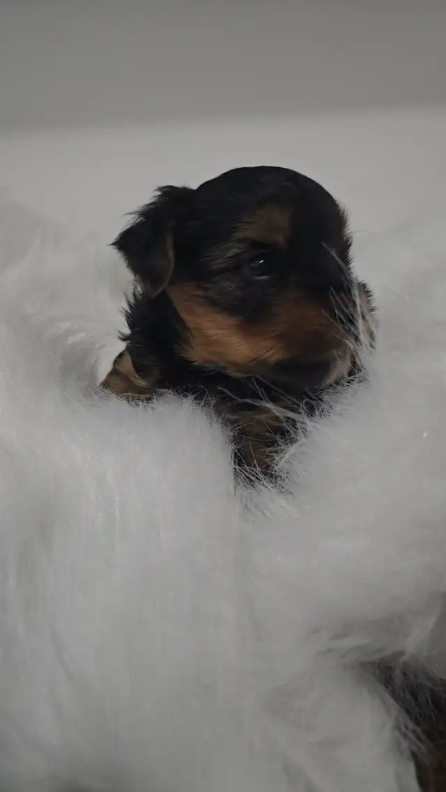 YORKSHIRE TERRIER PUPPY(male) in Dogs & Puppies for Rehoming in Oshawa / Durham Region - Image 7