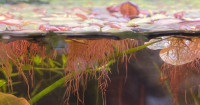 Moss and Floating Plants for Aquariums