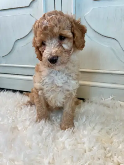 Beautiful mini Aussie Doodle Puppies Aussiedoodle, View more