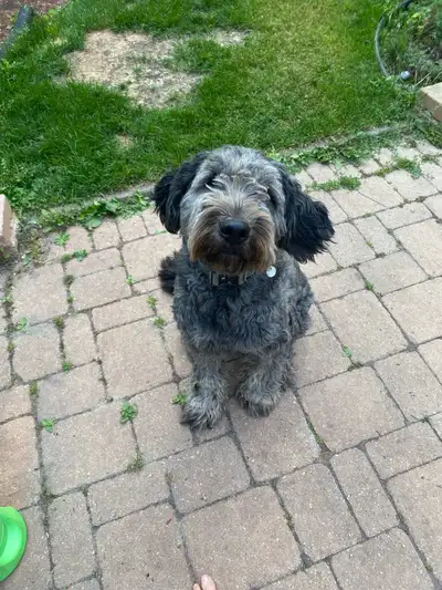looking for a loving new home for our Arlo, View more