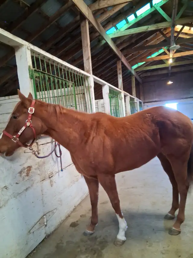 beautiful chestnut mare in Horses & Ponies for Rehoming in Lethbridge - Image 3