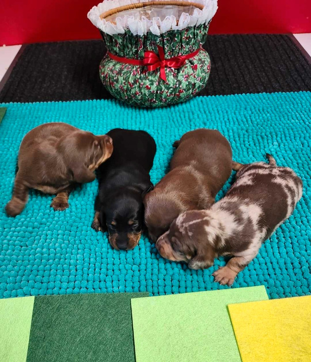 EUROPEAN MINIATURE DACHSHUNDS  in Dogs & Puppies for Rehoming in Hamilton - Image 2