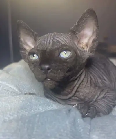 Sphynx a vendre, View more