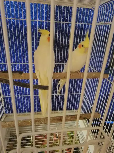 pair of young lutinos cokatiels red eyes, View more