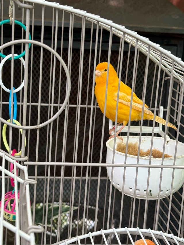 4 canary birds  in Other in Hamilton - Image 3
