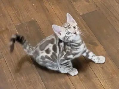 Exceptional Purebred Bengal Kitten, View more