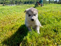 Husky Puppies