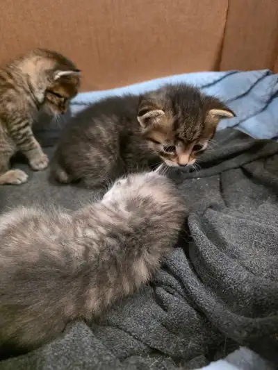 Kittens for sale, View more