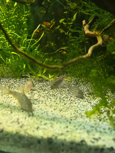 Julii corys, View more