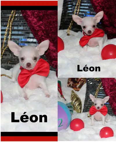 Chihuahua❤Mâle mini Mini ❤️Protection100%.Garantie, View more