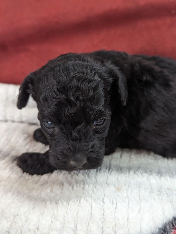 Maltipoo Puppies in Dogs & Puppies for Rehoming in City of Halifax - Image 2