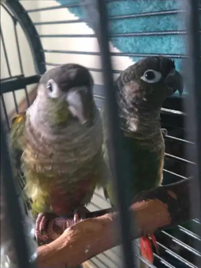 femelle conure avec 2 bébés, View more