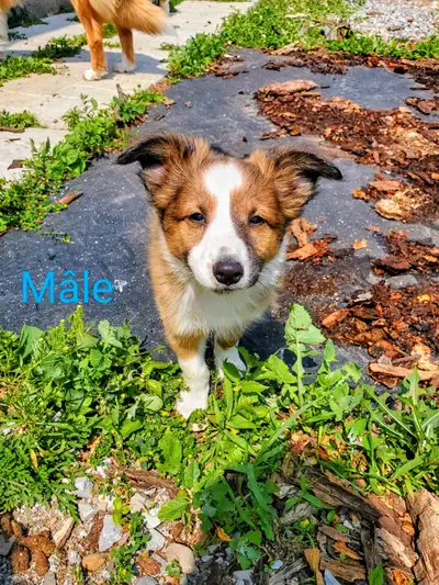 Chiot Berger shetland, View more