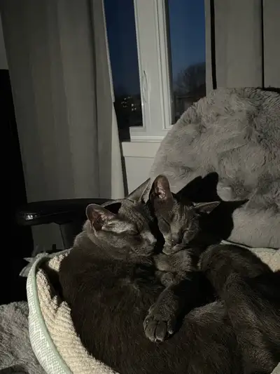 Looking for someone who has experience with cats, good with cats, one of them is not good with dogs...