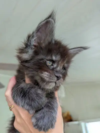 Maine Coon pur race Black Smoke , View more