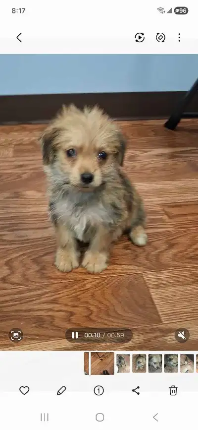 porkie puppy ❤️, View more