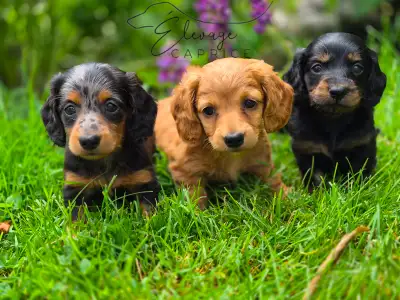 CHIOTS TECKELS POILS LONGS AVEC STÉRILISATION INCLUSE, View more