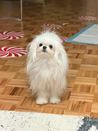 Purebred Maltese Female, View more
