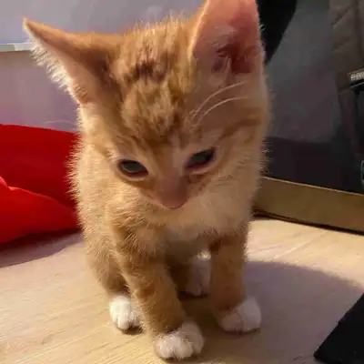 ginger kitten, View more