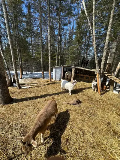 Really want goats milk