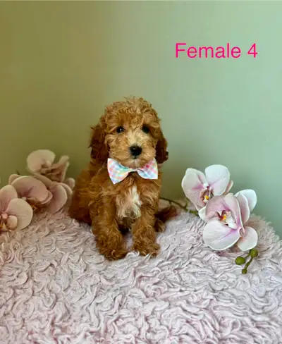 F1B Mini Cockapoo Puppies Ready Now! (Only 2 females left), View more