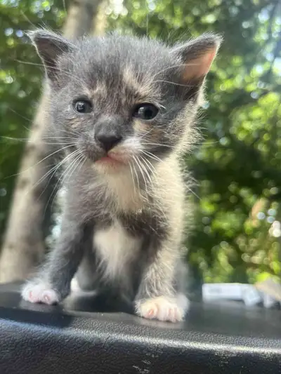 kittens ready to go to there forever homes!, View more