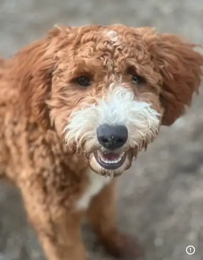 1 yr old Mini Goldendoodle and Standard Poodle females, View more