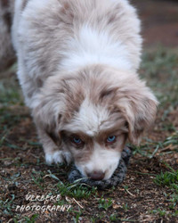 Australian Shepherds Champion, Registered, & Health Cert