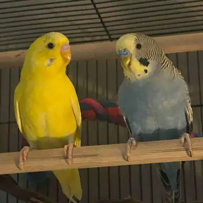 Cute Young Pair of Male Budgies + Cage & Accessories Available, View more