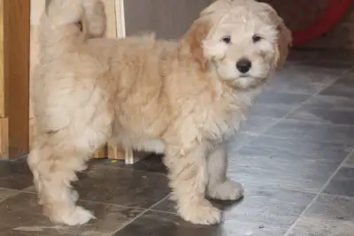 READY FOR NEW HOMES NOW! We have a litter of multigenerational puppies looking for new, loving homes...