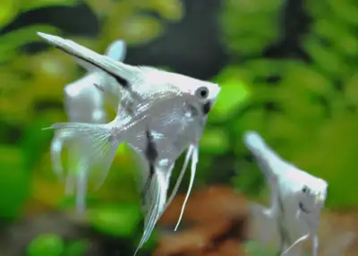 Platinum Panda Angelfish, View more