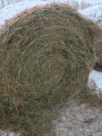 Grass hay for sale ,green no rain