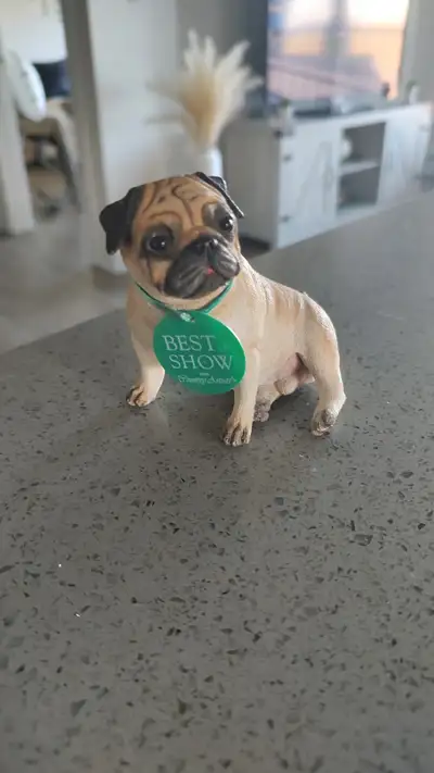 Miniature Fawn Pugs - Set of 2 Displayed only or stored so like new! - $25 (firm) - 2001 Best in Sho...