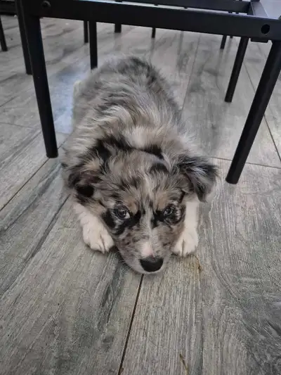 Australian Shepherd puppies, View more