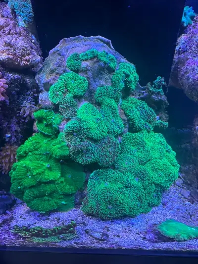 Hairy Mushroom Coral Saltwater, View more