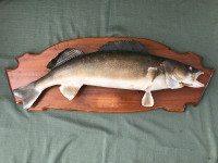 Walleye Taxidermy Fish Mount 27''