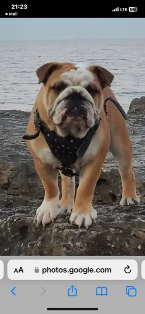 We have last beautiful male bulldog sired by CKC Champion! Toby boy is 1 yo, trained on leash and at...