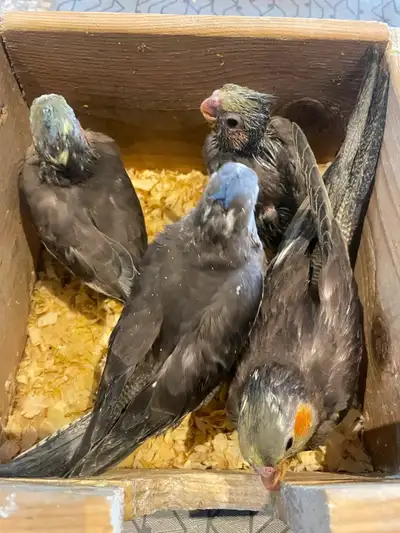 Cockatiels for Sale  - Young and ready to bond!, View more
