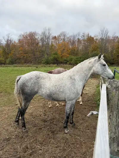 2020 AQHA Mare, View more