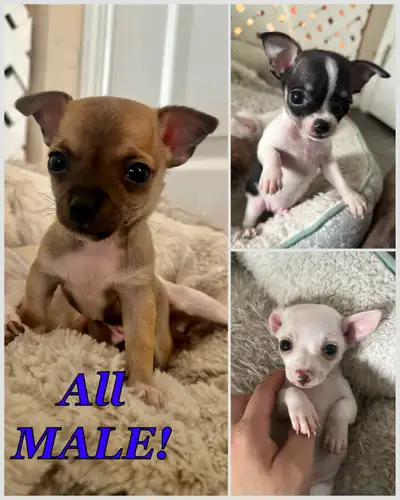 3 male chihuahua puppies! under 4lbs grown!, View more