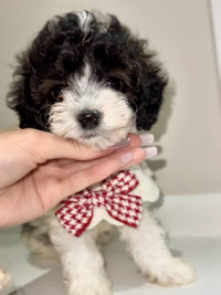CUTE Cockapoo puppy looking for sweet home