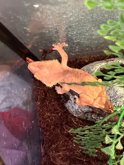 LILA & KYLE Crested Geckos, View more
