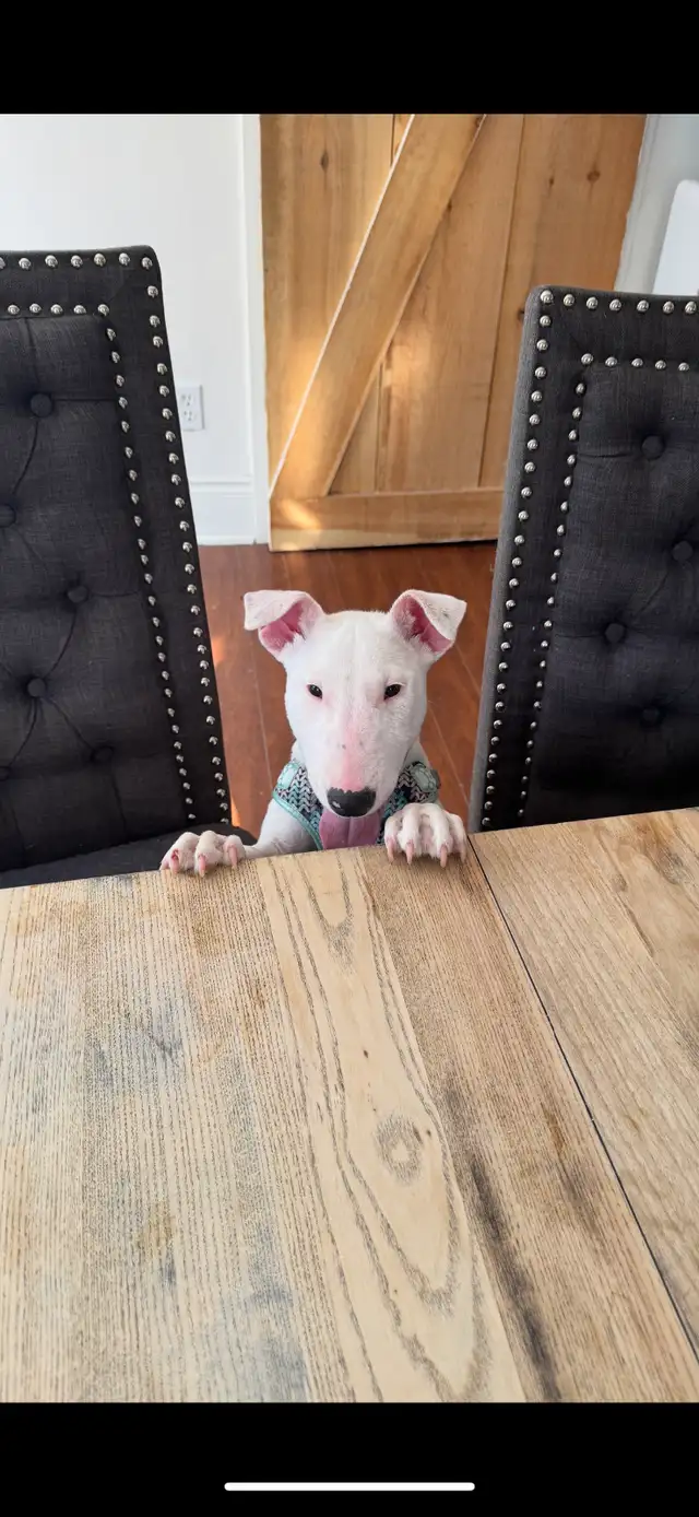 Mini Bull Terrier in Dogs & Puppies for Rehoming in Laval / North Shore - Image 5