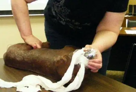 Pet First aid course471854969646622722