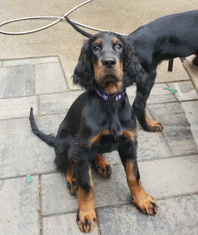 Gordon Setter Puppies, View more