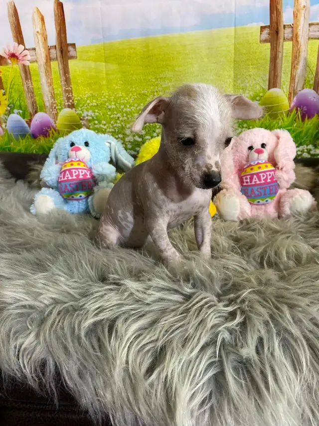  Chinese crested hairless 1/4 Chihuahua puppy available in Dogs & Puppies for Rehoming in Winnipeg - Image 5