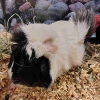 guinea pigs Kawartha Lakes Peterborough Area Preview